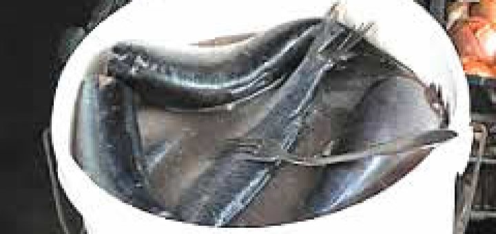 как выбрать сельдь