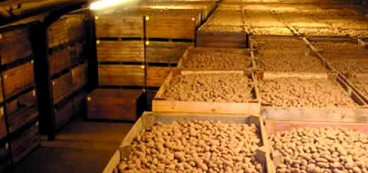 как хранить картофель